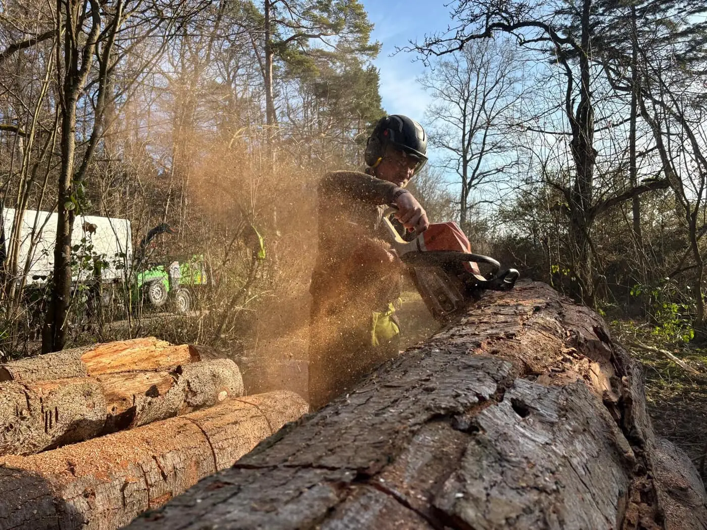 Sonderfällung im Wald durch das LumberLex-Team